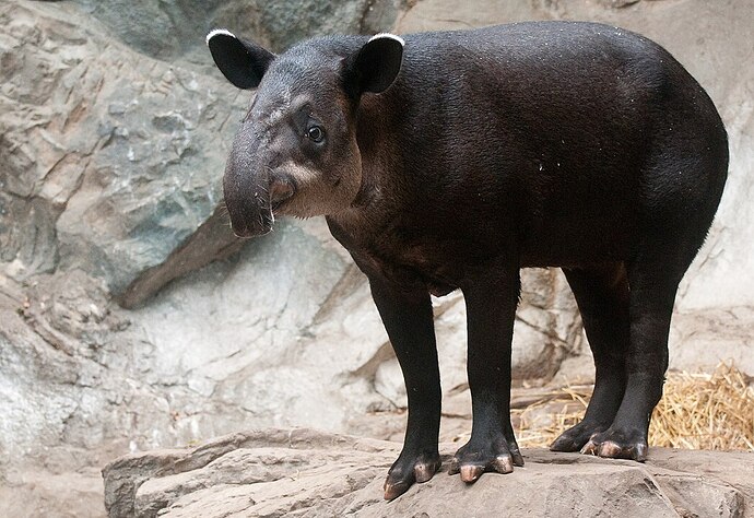 A tapir