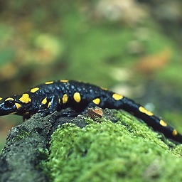 amphibient