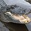 alligator-encounter