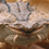 Anomalocaris