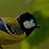 gepbird