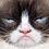 GrumpyMeow