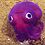heph