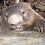 mhwombat