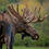 moose