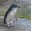 penguin_brian