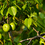 TheManchineel